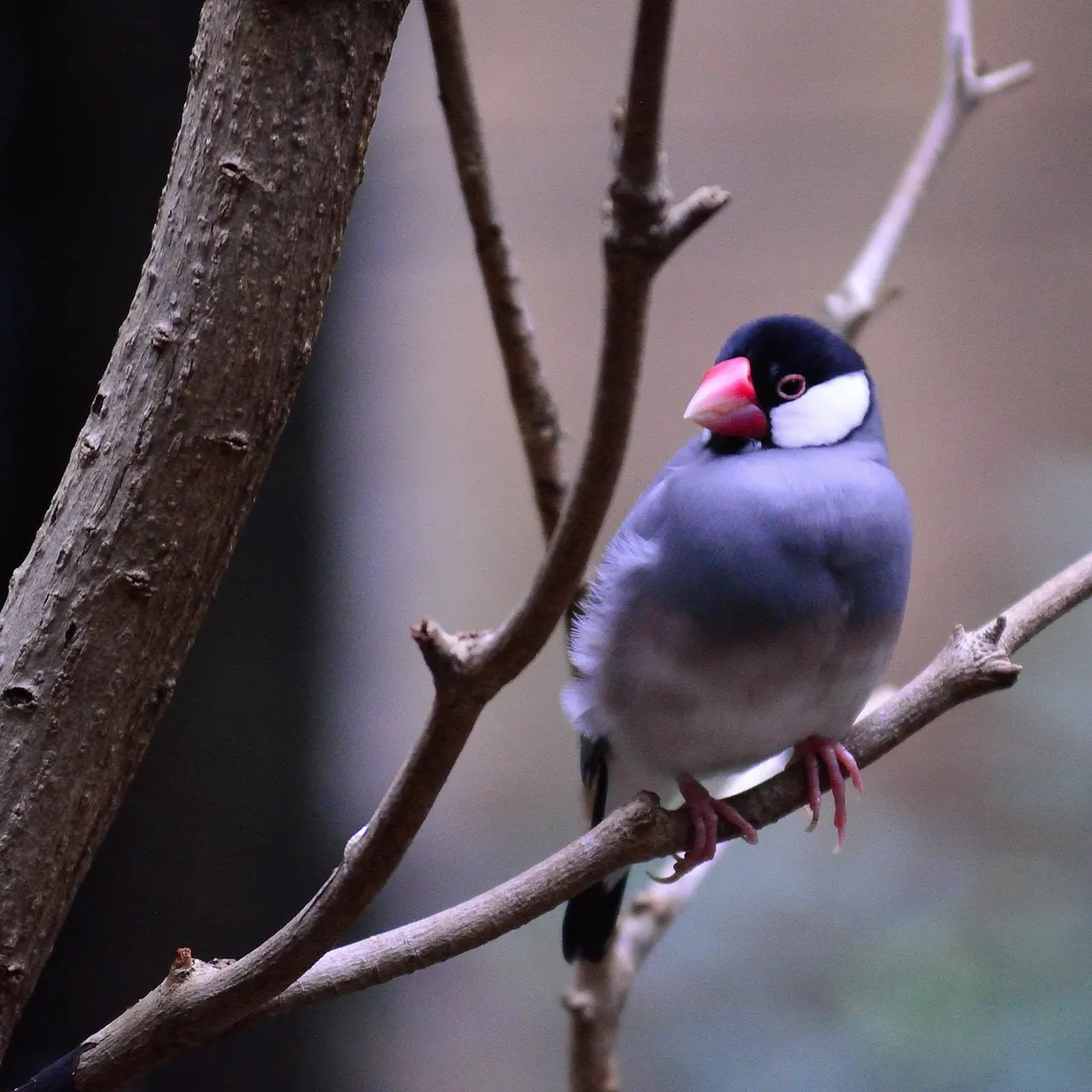 Java Sparrow. Image by Ray Miller from Pixabay.