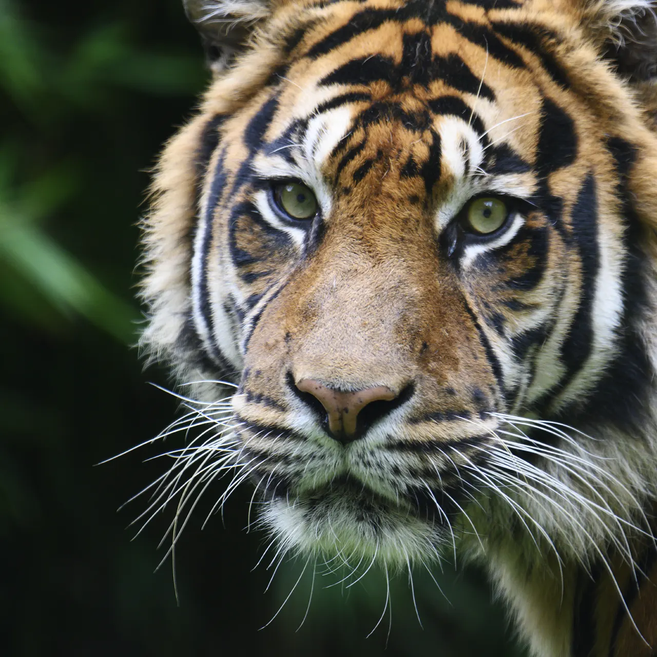 Tiger Portrait. Image by Edo Emmerig from Pixabay
